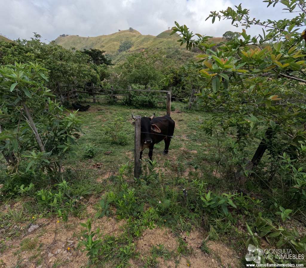 Vendo Finca en el Barrio  en Alvarado, Tolima de Colombia | Consulta Mis Inmuebles S.A.S. | Tu nuevo comienzo empieza hoy!